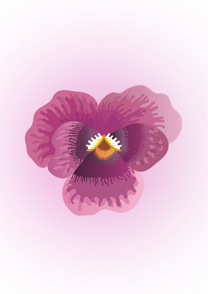 Blooming Pansy Flower